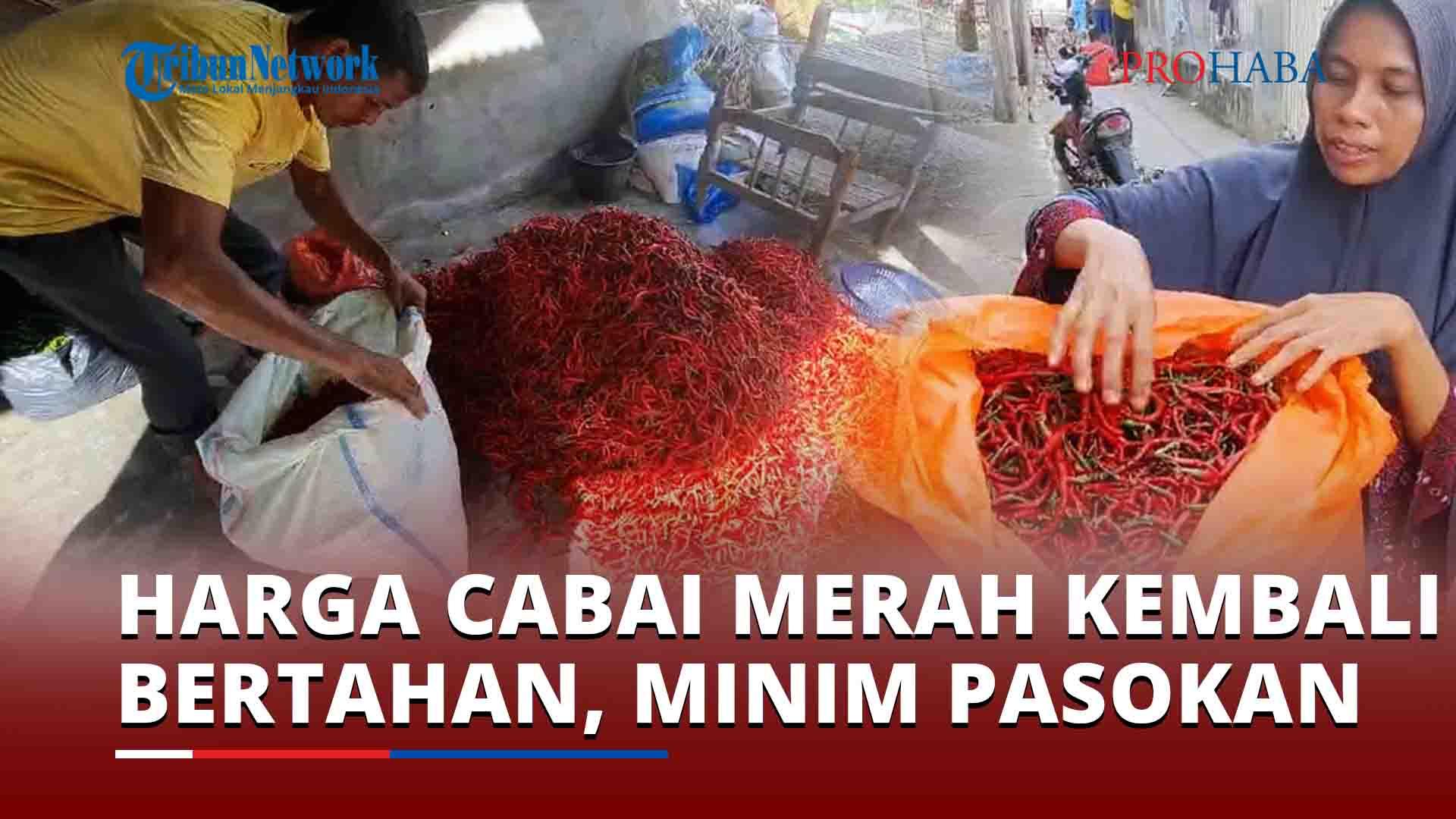 Harga-Cabai-Merah-Kembali-Bertahan.jpg