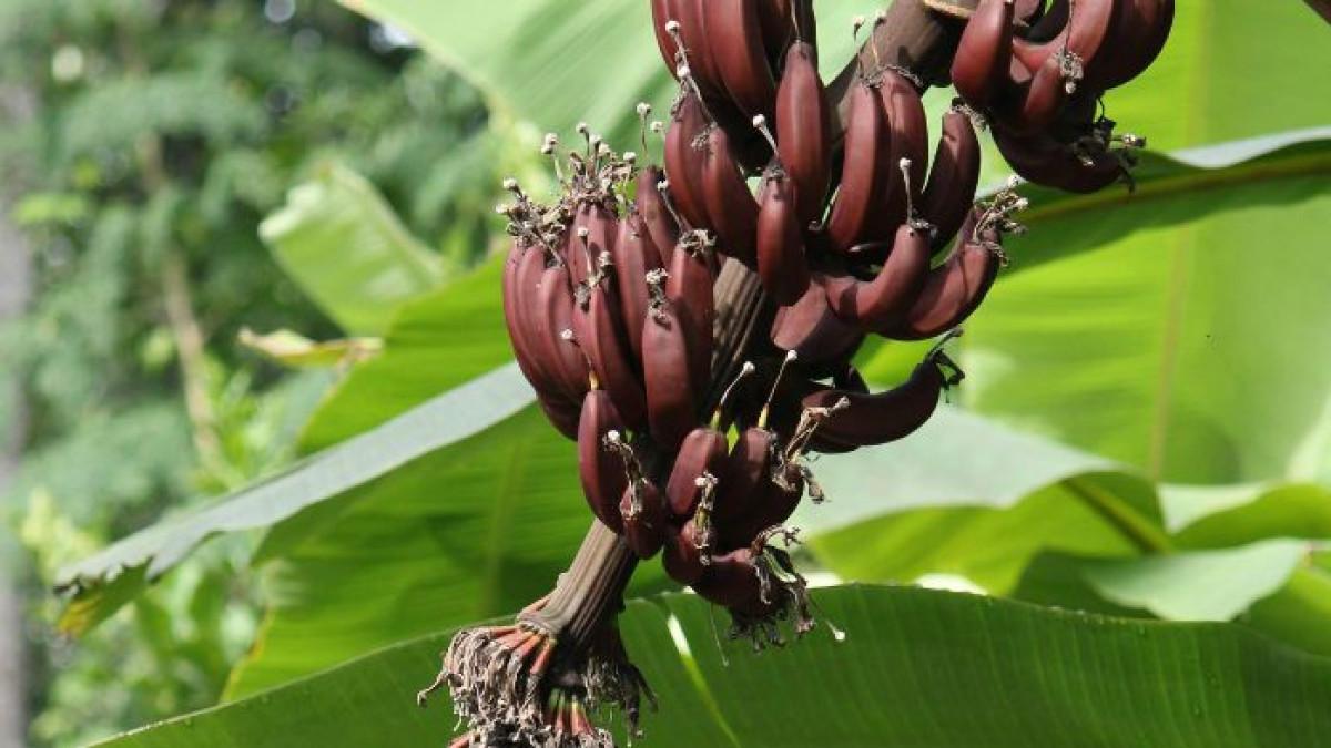 5 Manfaat Pisang Merah untuk Kesehatan, Karotenoid Lebih Tinggi dari Pisang Kuning