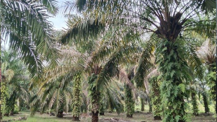 Pascabanjir, Produksi Sawit Petani Aceh Singkil Anjlok hingga 30 Persen