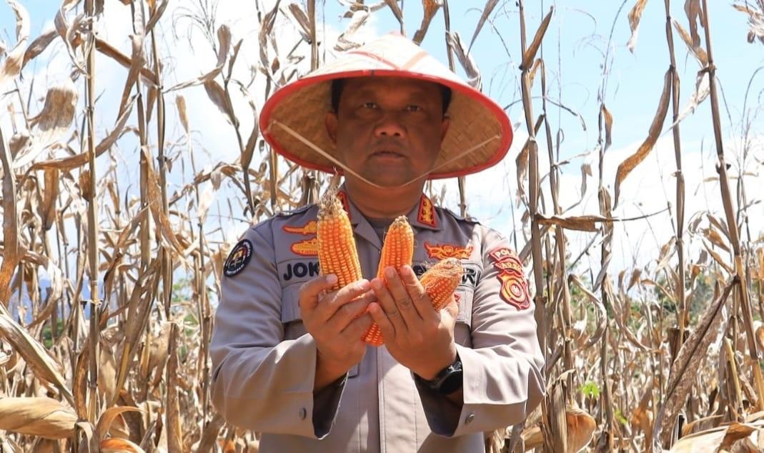 Kabid-Humas-Polda-Aceh-Kombes-Pol-Joko-Krisdiyanto-saat-berada-di-lahan-jagung_.jpg