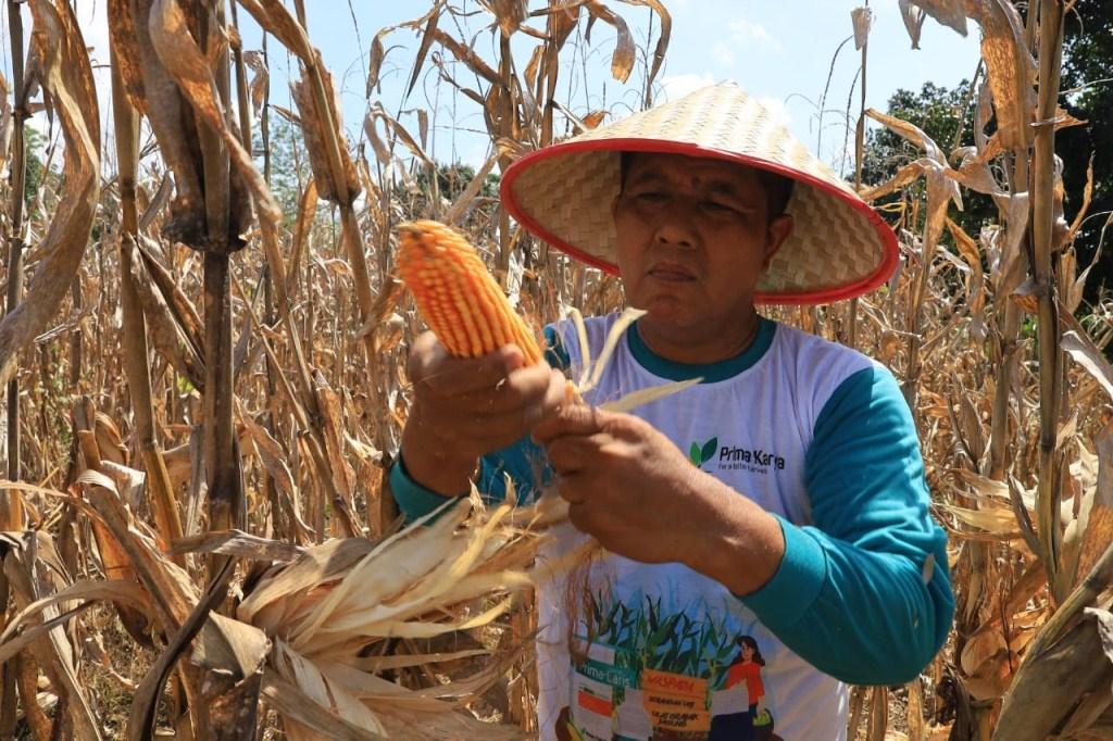 Kompol-Zulkipli-saat-sedang-memanen-jagung.jpg