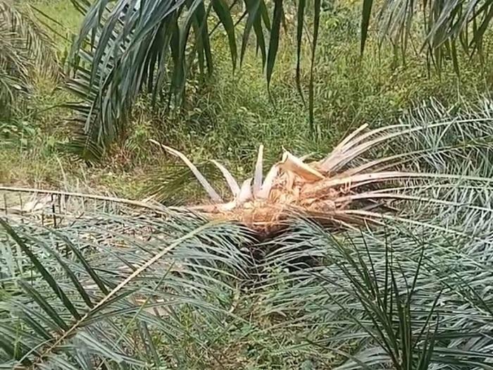 Makin Meresahkan, Kawanan Gajah Liar Kembali Rusak Kebun Kelapa Sawit Warga di Aceh Barat