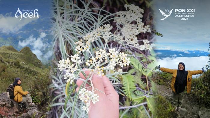 Menikmati Taman Edelweis di Puncak Burni Telong hingga Lautan Awan, Ini Persiapan dan Rute Pendakian