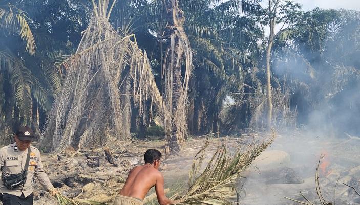 Pembukaan-Lahan-Kebun-Kelapa-Sawit-Nyaris-Picu-Kebakaran-Lahan-di-Aceh-Tamiang.jpg