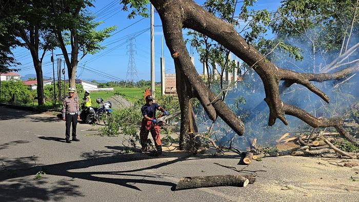 Sudah Lapuk, Pohon Angsana Tumbang Sempat Ganggu Akses Jalan Bandara SIM - Serambinews.com