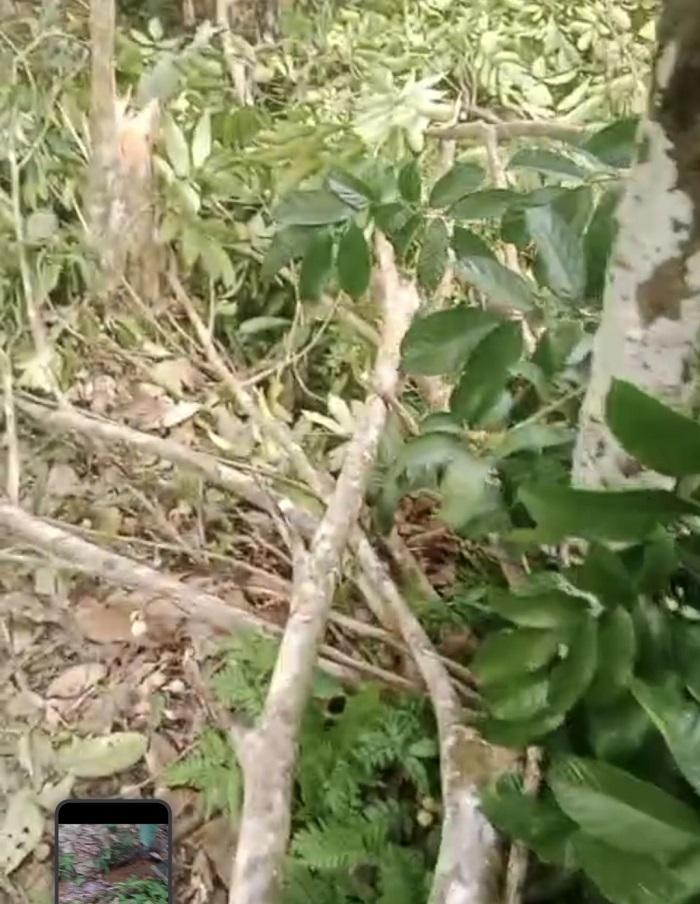 Pohon-duku-dan-langsat-tumbang-setelah-diobrak-abrik-kawanan-gajah-liar.jpg