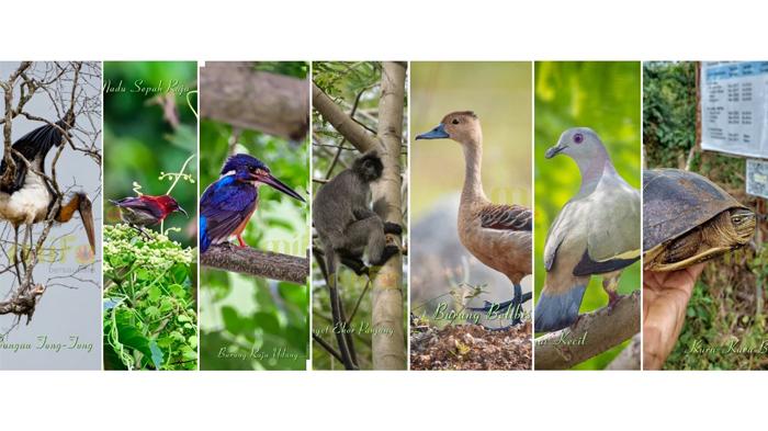 Surga Fauna Langka di Tengah Tambang, Komitmen PT Mifa Jaga Alam Aceh
