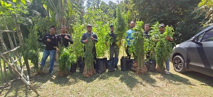 Satresnarkoba-musnahkan-ladang-ganja-di-Luthu.jpg