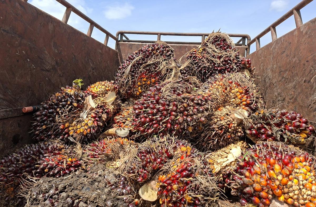 Sawit Mengkal Ditolak Pabrik, Petani Sawit di Aceh Singkil Diimbau Panen Buah Matang Sempurna - Serambinews.com