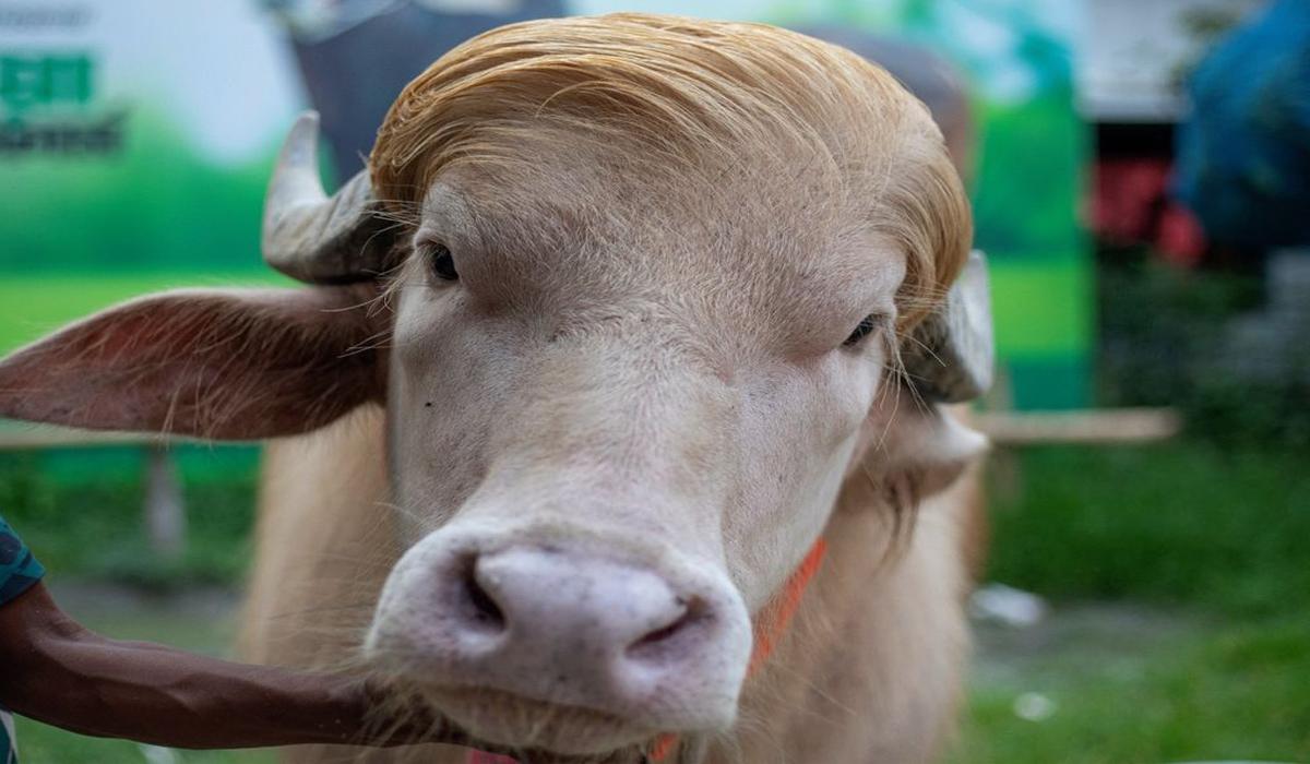 Seekor-kerbau-albino-yang-dijuluki-Donald-Trump.jpg