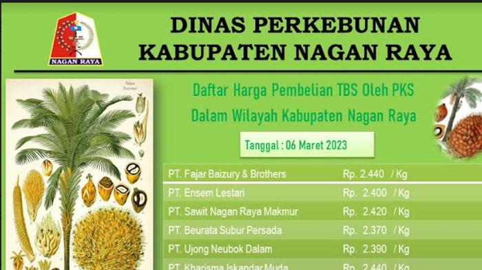Harga TBS Sawit di Nagan Raya Naik, PMKS Tampung Rp 2.370-Rp 2.440/Kg