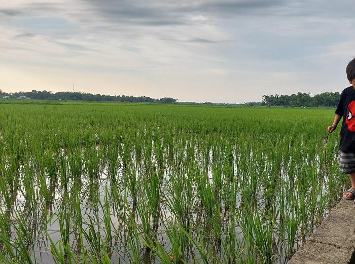 Tanaman-padi-di-areal-persawahan-di-Gampong-Riwat-Seureukui-Kecamatan-Glumpang-Baro.jpg