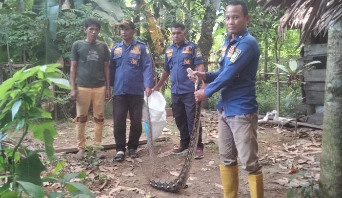 Ular Piton 3 Meter Mangsa Tiga Bebek di Lhoong, Damkar BPBD Aceh Besar Lakukan Evakuasi - Serambinews.com