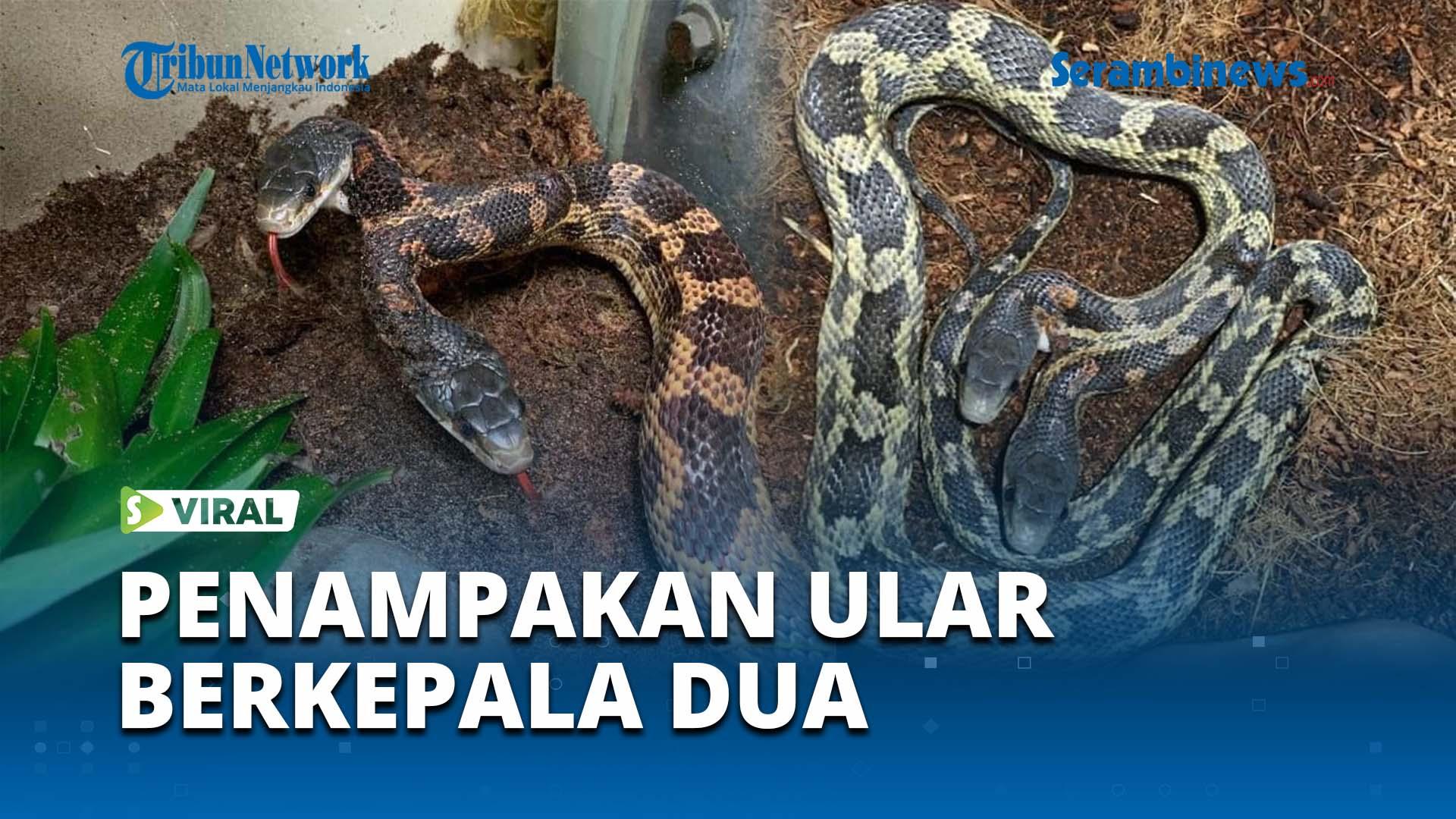 VIRAL-Penampakan-Ular-Berkepala-Dua-Dipajang-di-Kebun-Binatang-Seperti-Hewan-Mitologi-Kuno.jpg