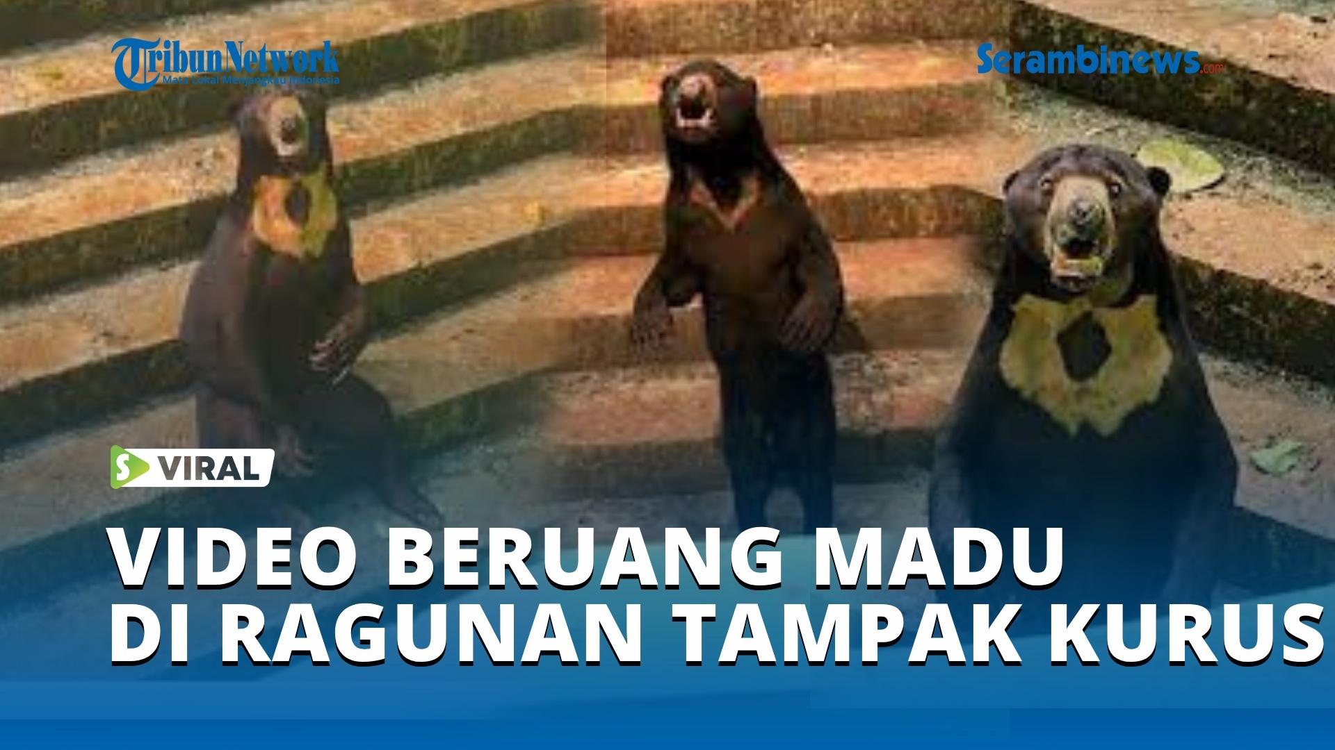 VIDEO Viral Video Beruang Madu di Ragunan Tampak Kurus dan Bingung