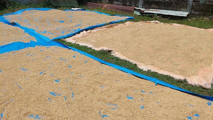 Harga Gabah di Pidie Tembus Rp 9.000 Per Kg, Sebagian Usaha Kilang Padi Terpaksa 'Gulung Tikar'