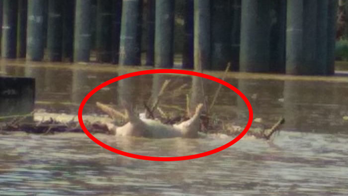 Dinkes Subulussalam Tunggu Respon DLK, Terkait Bangkai Babi di Sungai Souraya