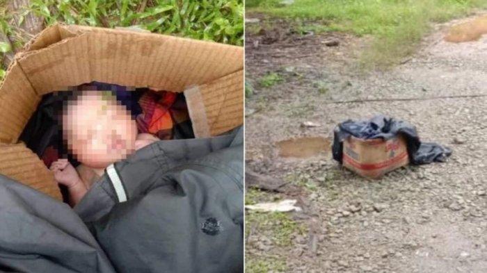 Bayi Perempuan Dibuang di Kebun Sawit, Tubuhnya Dikerubungi Semut