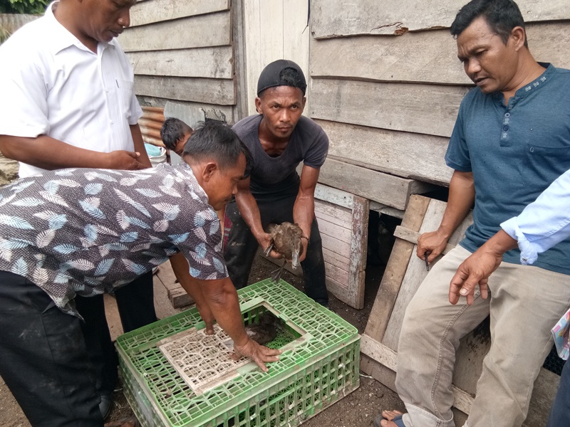 Pemkab Aceh Singkil Salur 2.000 Bebek Bantuan, Tahap Pertama