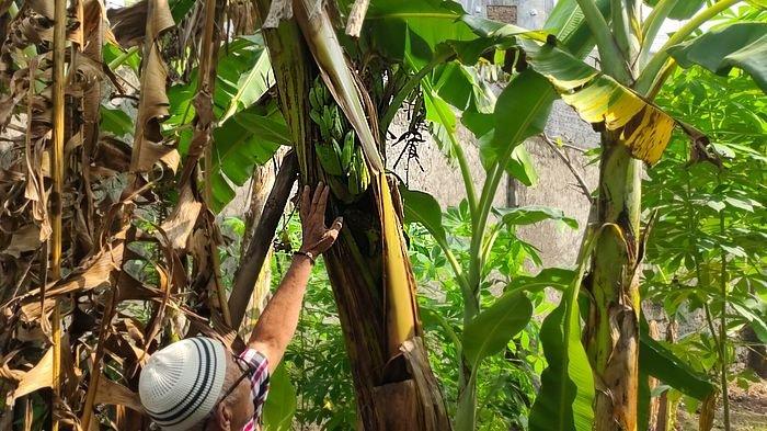 Aneh Tapi Nyata, Buah Pisang Keluar dari Batang Pohonnya di Majalengka