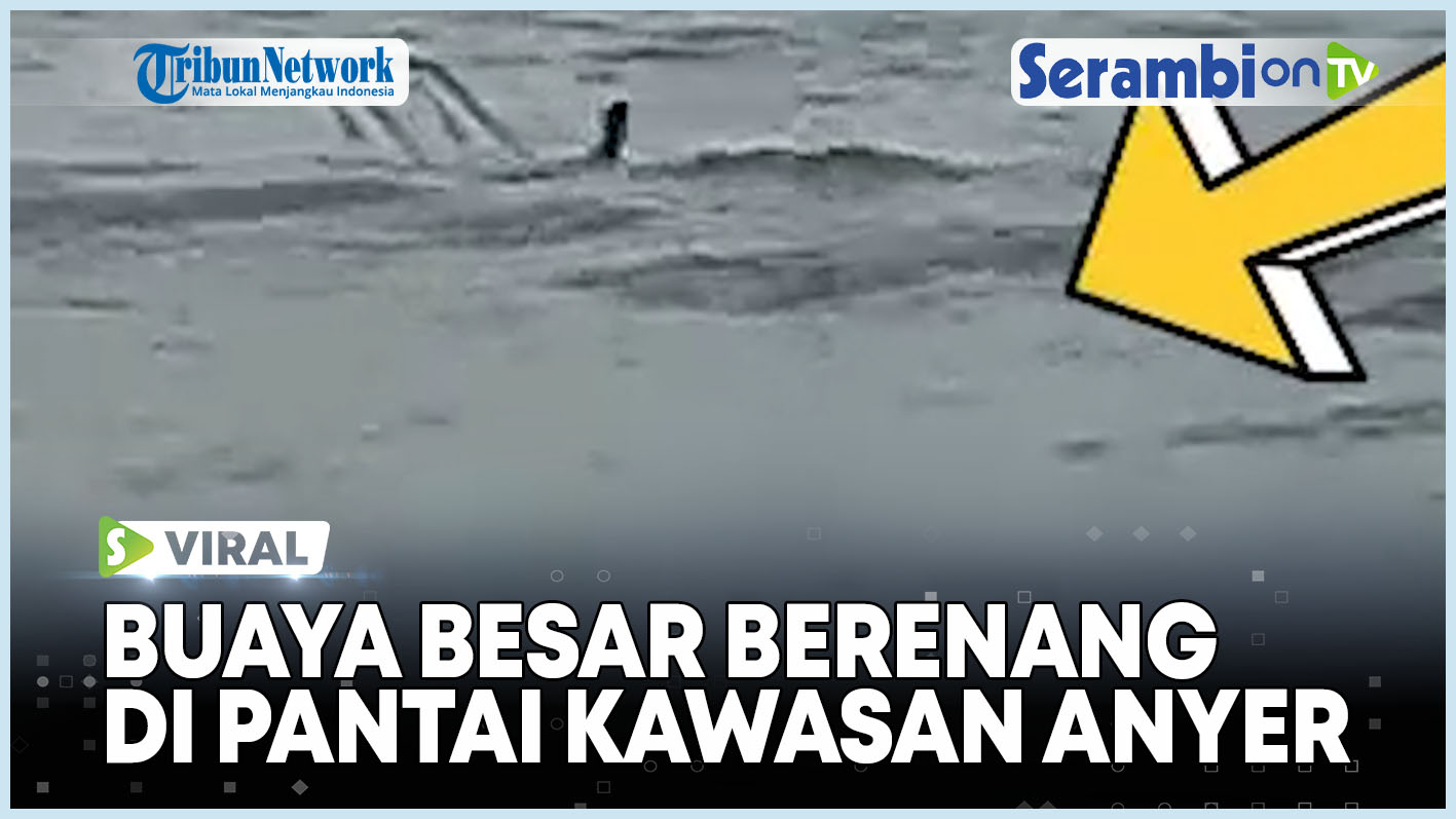 VIDEO VIRAL Rekaman Buaya Besar Berenang di Pantai Batu Saung Kawasan Anyer Gegerkan Warga
