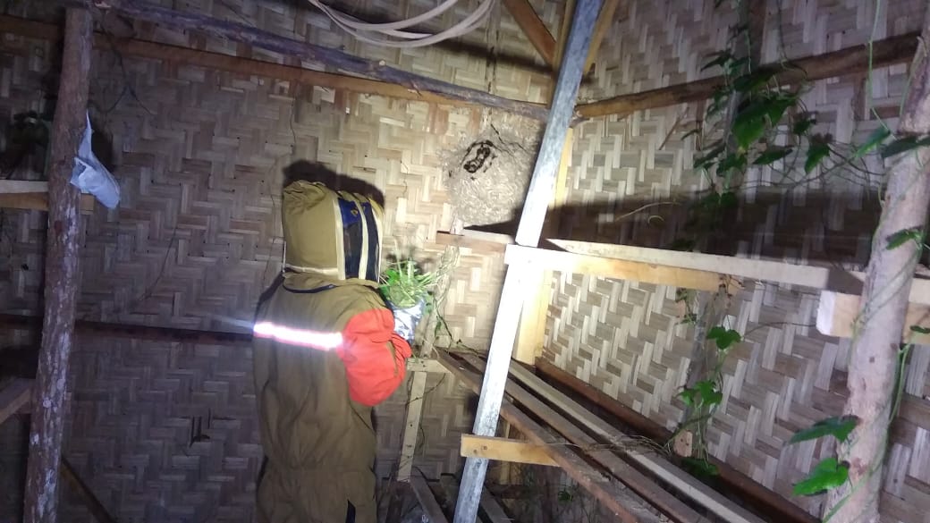 Petugas Pemadam Kebakaran Aceh Besar dan Banda Aceh Evakuasi Sarang Lebah dan Tawon