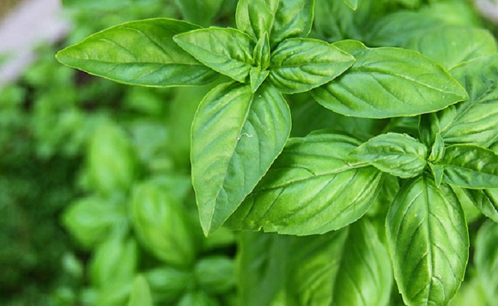 Daun sindromi jinsiy faollik