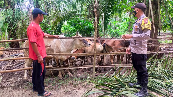 Polres Aceh Utara Terjunkan Personel untuk Edukasi Peternak Terkait Penyakit PMK