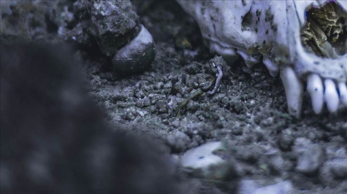 Penambang di Kanada Temukan Fosil Monster Laut Mosasaurus