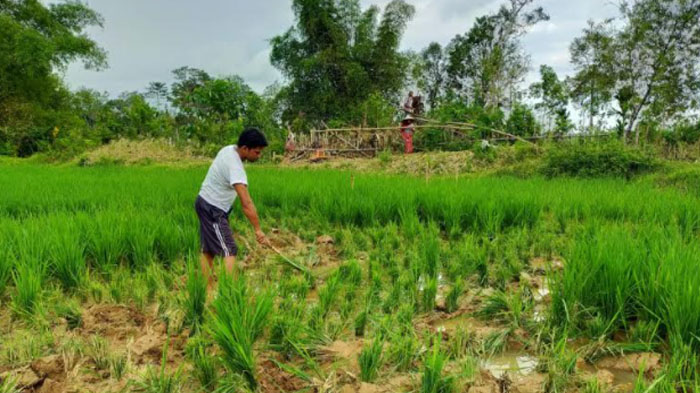 Kawanan Gajah Merusak Sawah