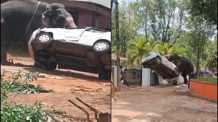 gajah-ngamuk-di-india-banting-orang.jpg