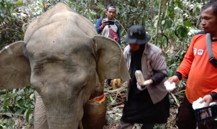 Sepanjang Tahun 2020, Sudah Dua Ekor Gajah Terjerat Hingga Luka, Ini Imbauan BKSDA Aceh