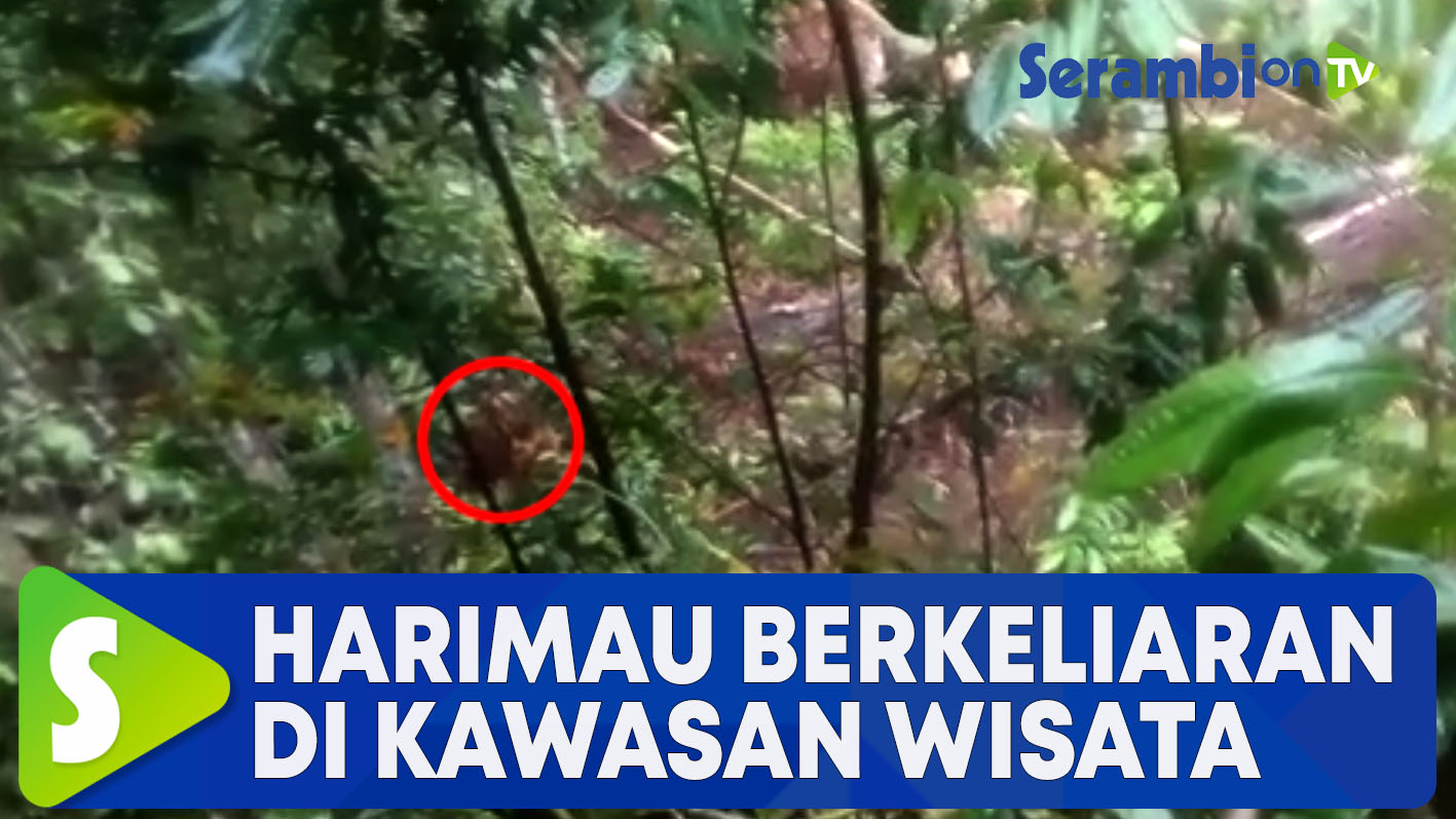 Harimau Berkeliaran di Objek Wisata, KEMPRa: Dampak tidak Adanya Kajian Lingkungan Spot Baru