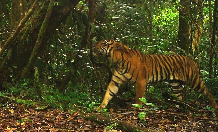 harimau-sumatera-terekam-kamera-di-gunung-lembu_.jpg