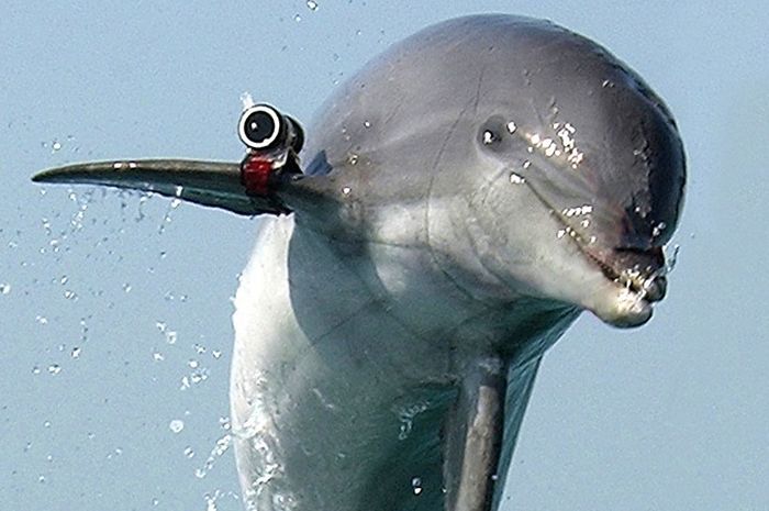 Rezim Kim Jong Un Terbukti Latih Lumba-lumba Sebagai Mesin Perang, Terungkap dari Citra Satelit