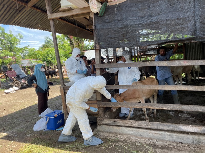 jumlah-hewan-ternak-yang-diduga-terjangkit-penyakit-mulut-dan-kuku-pmk-di-abdya-bertambah.jpg