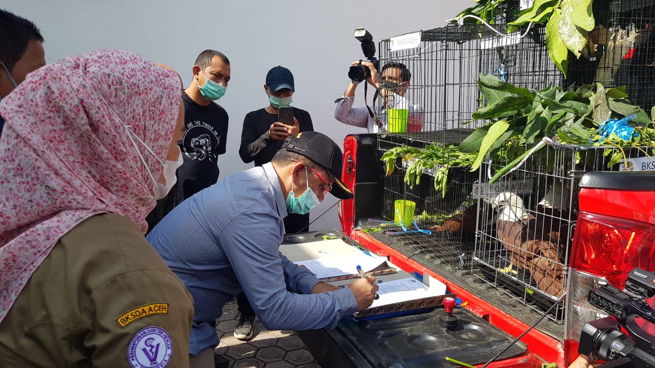 Disnak Aceh Serahkan Burung Julang Emas dan Elang Kepada BKSDA