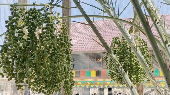 Kurma di Masjid Haji Keuchik Leumik Mulai Berbuah, Disebut Sebagai Pengobat Kerinduan H Harun