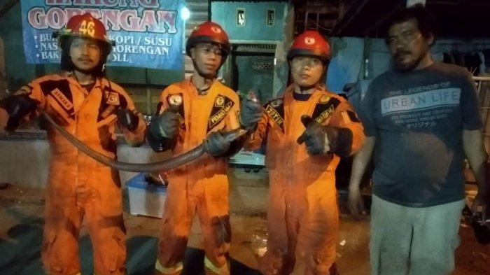 Wanita Ini Kaget Tengah Malam, Ular Kobra Masuk dan Sembunyi di Bawah Kasur, Anaknya Pertama Lihat