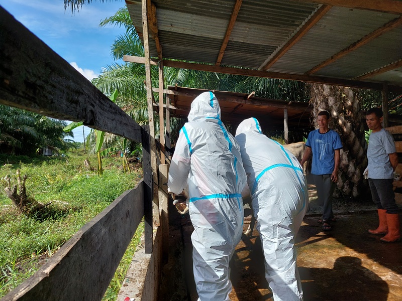 mengambil-sampel-dari-hewan-ternak-yang-diduga-terkena-pmk-di-desa-selok-aceh.jpg