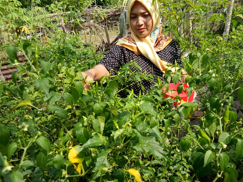 Berawal Iseng-iseng, IRT di Aceh Singkil Ini Panen Rezeki dari Cabai Rawit, Manfaatkan Tanah Lumpur