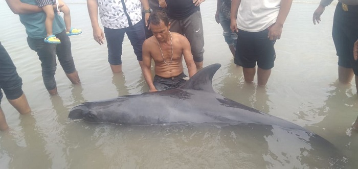 Sempat Terdampar, Seekor Ikan Paus Kembali Dilepaskan ke Laut