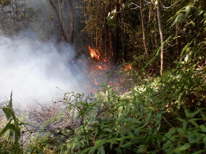 Walhi Aceh Minta KLHK untuk Mencabut IUPHKm KSU Putera Selatan Kluet di Aceh Tenggara