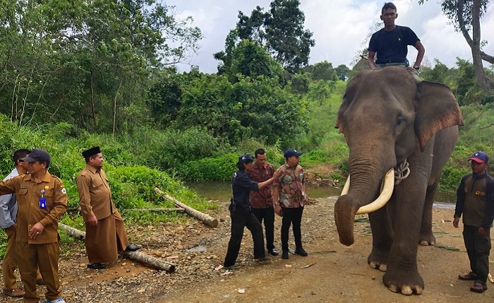 Dirjen: Saya Bertanggung Jawab Tangani Konflik Gajah-Manusia