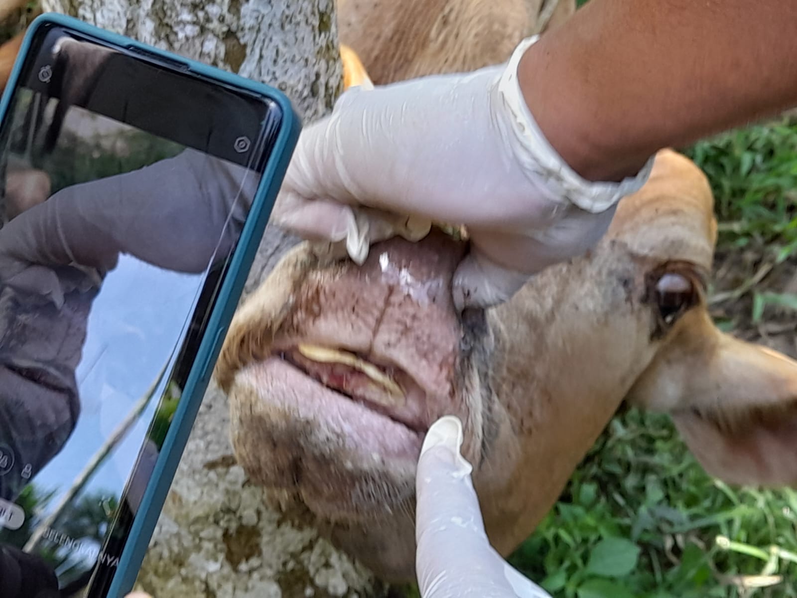 Pemkab Imbau Warga Tak Panik dengan Wabah PMK, Kadistanpan: Semua Ternak Masuk Bener Meriah Diawasi