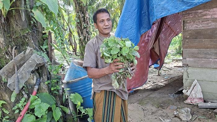 petani-nilam-dan-nilam-yang-tersisa-pascabanjir.jpg