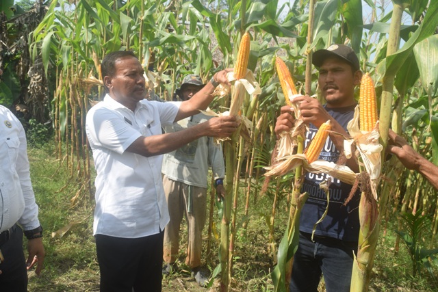 Petani Pidie Jaya Semakin Malas Tanam Kedelai, Ini Sebabnya
