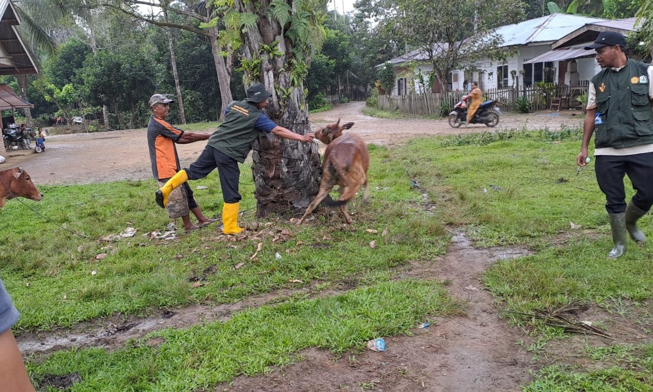 Cegah PMK, Tahun Ini Aceh Tamiang Vaksin 20 Ribu Ekor Ternak