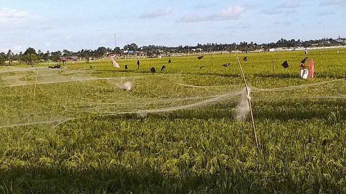 Burung Pipit Serang Tanaman Padi di Abdya