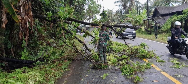 pohon-tumbang-di-samadua1.jpg